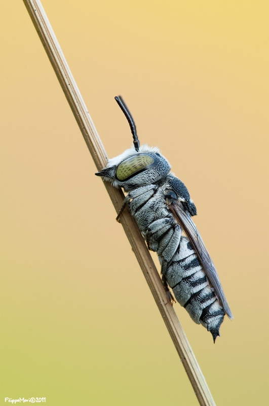 Piccolissimo..: Coelioxys sp. (Apidae Megachilinae)